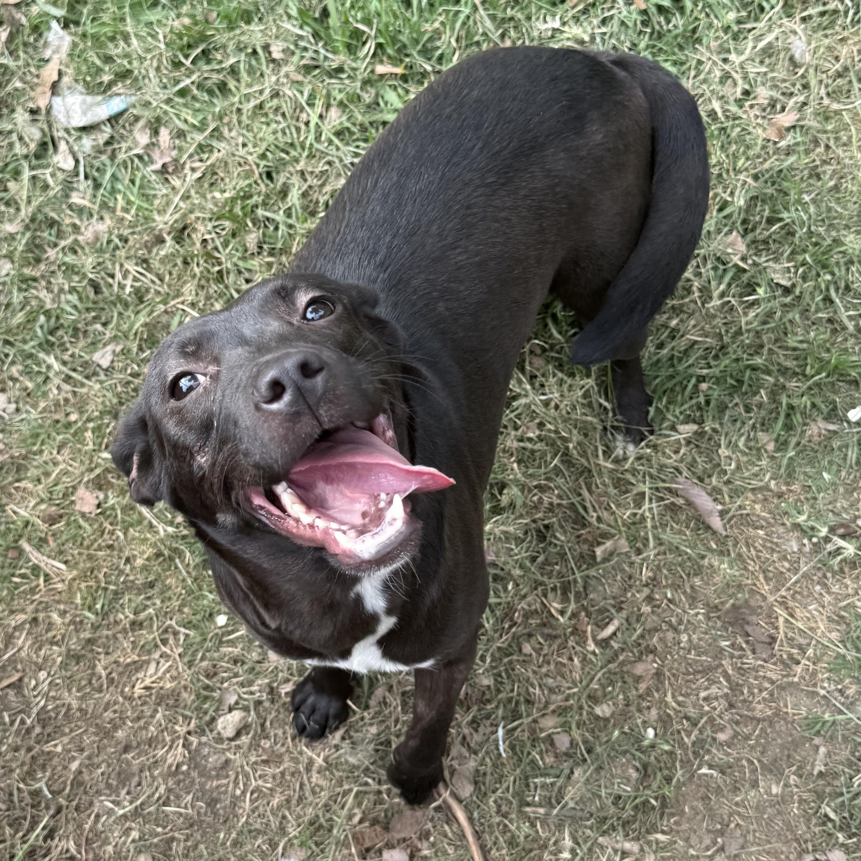 Enlarge Hayley, a Adoptable mixed breed in Ogden, UT image 6/6