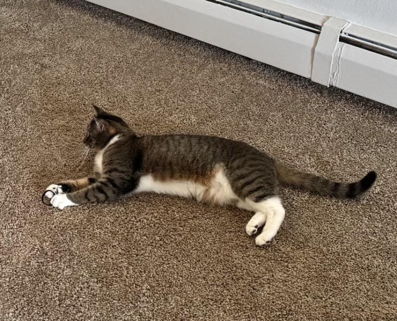 Pebbles (Jess-fostered in New England)