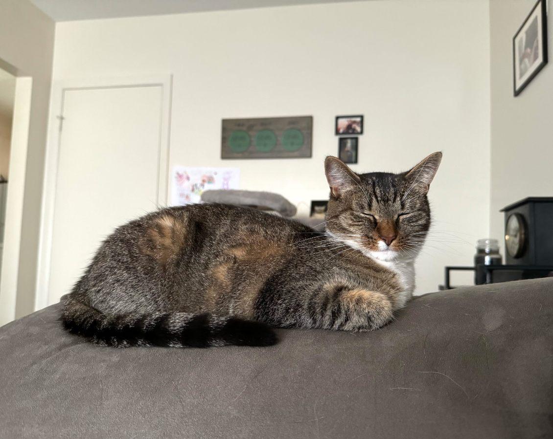 Pebbles (Jess-fostered in New England)