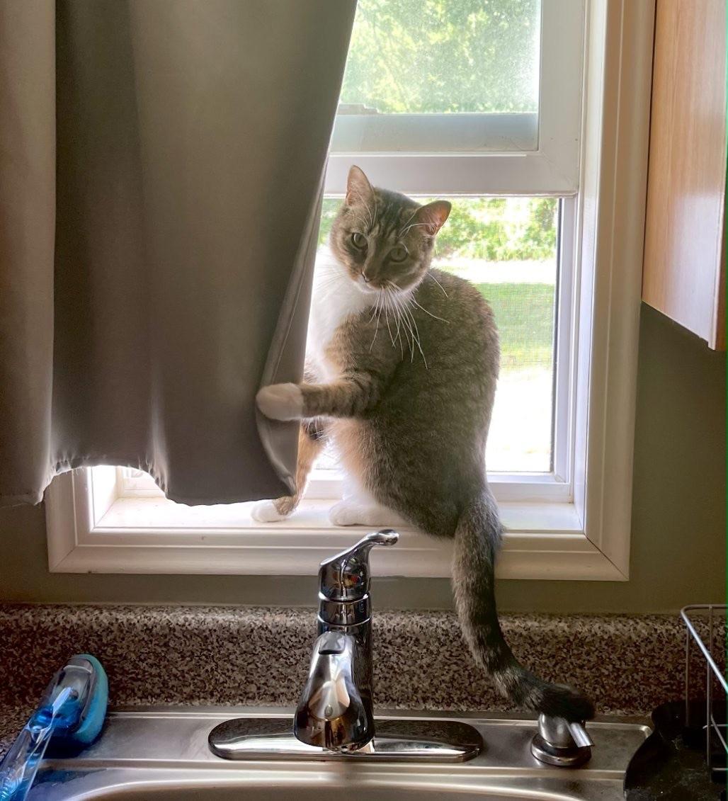 Pebbles (Jess-fostered in New England)