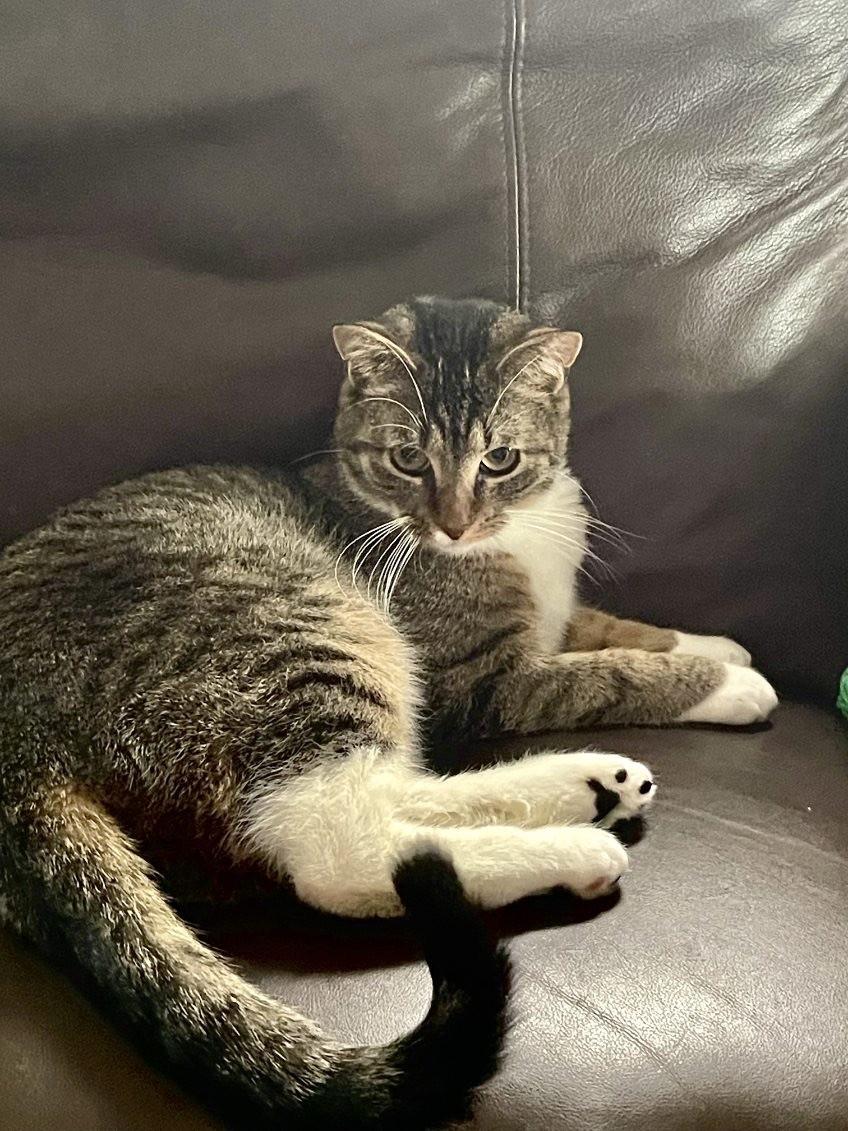 Pebbles (Jess-fostered in New England)