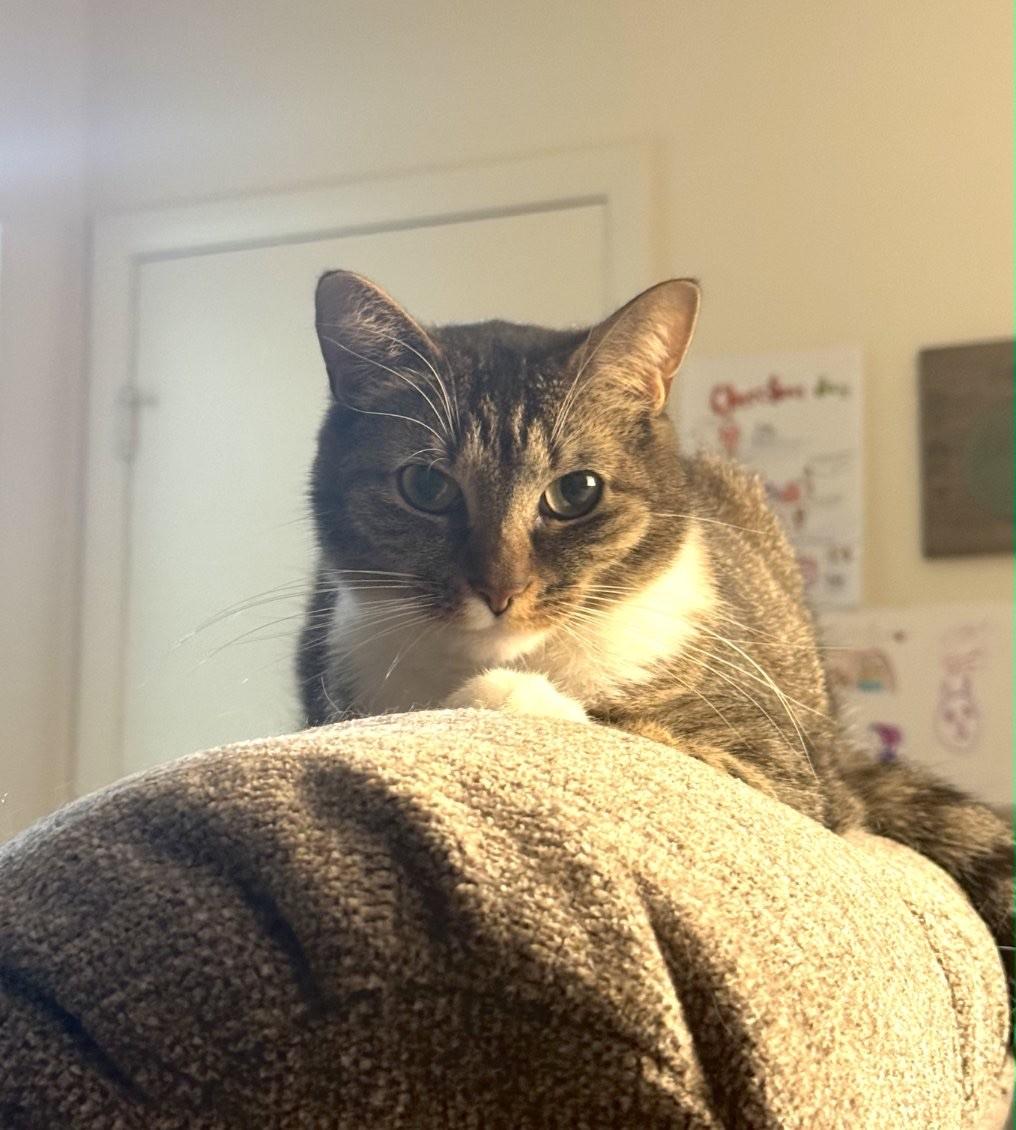 Pebbles (Jess-fostered in New England)