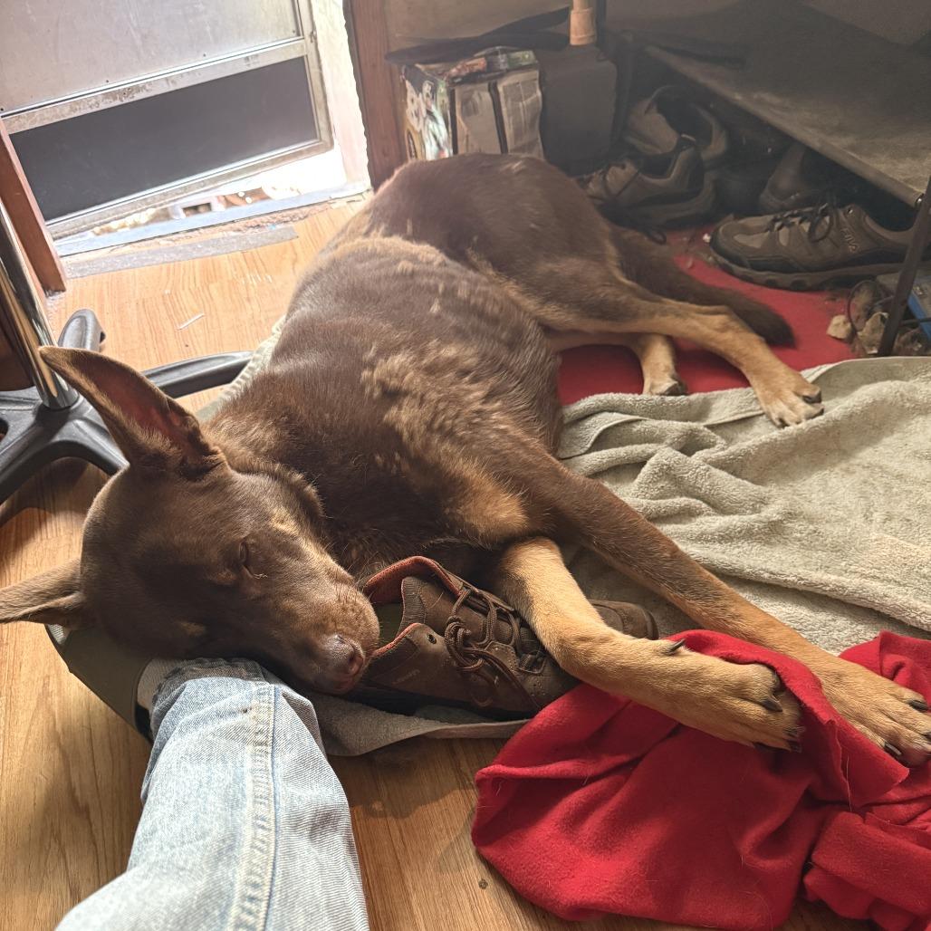 Nick Wilde, Adoptable, Adult Male Shepherd & Mixed Breed.