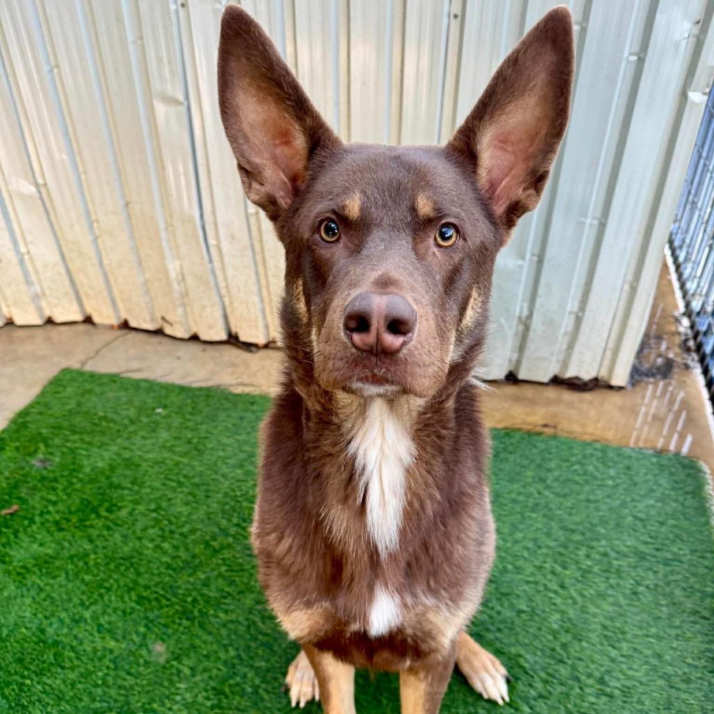 Enlarge Nick Wilde, a Adoptable mixed breed in San Francisco, CA image 2/3