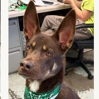 Enlarge Nick Wilde, a Adoptable mixed breed in San Francisco, CA image 3/3
