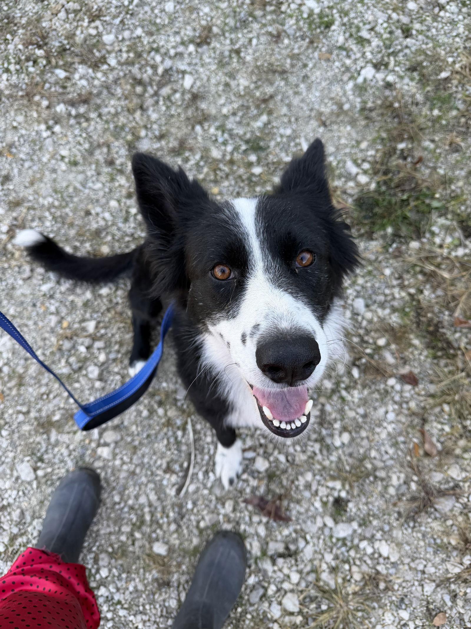Enlarge Pepper (Courtesy Post), a Adoptable Border Collie in Columbia, MO image 1/3