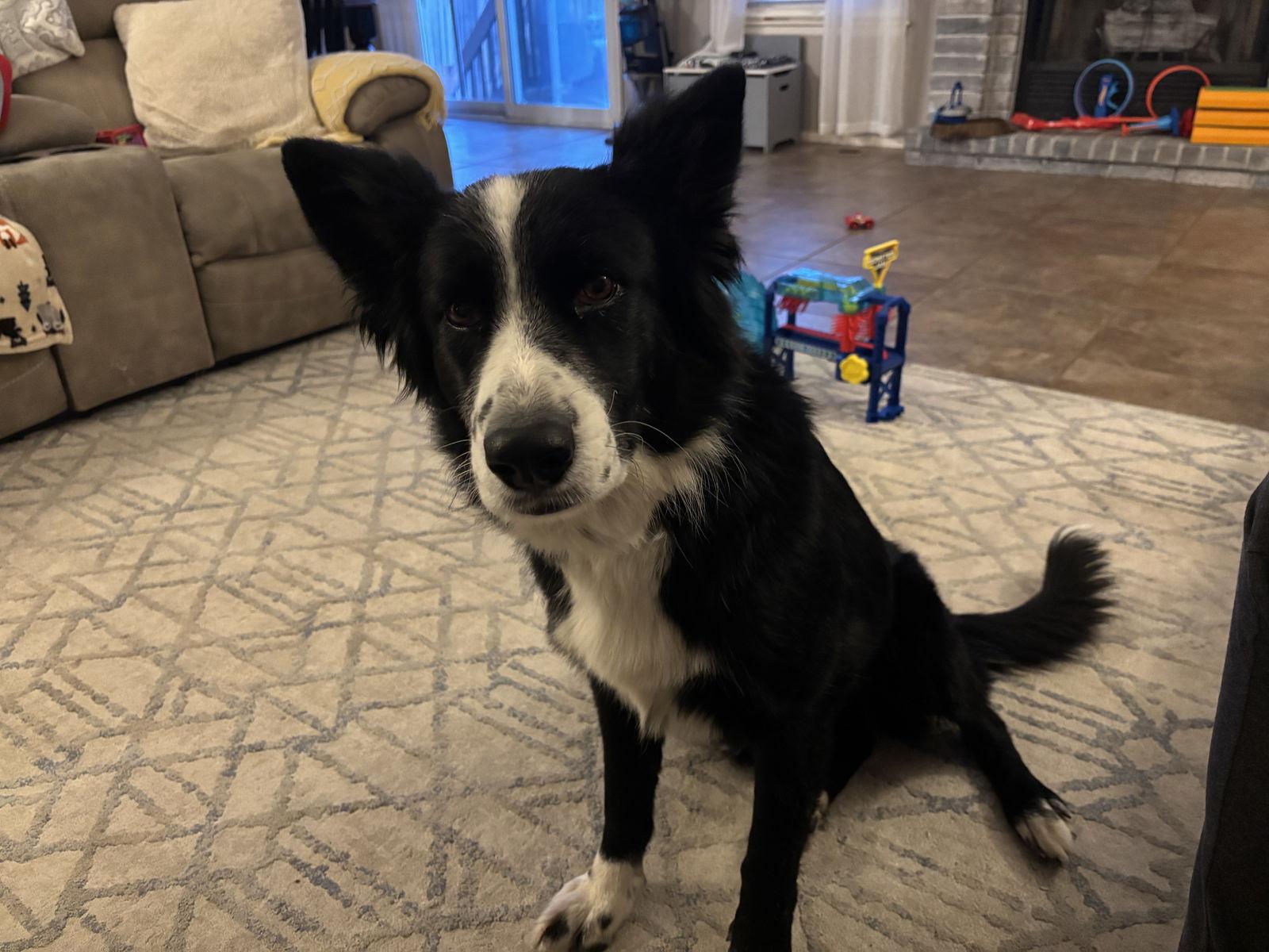 Enlarge Pepper (Courtesy Post), a Adoptable Border Collie in Columbia, MO image 2/3