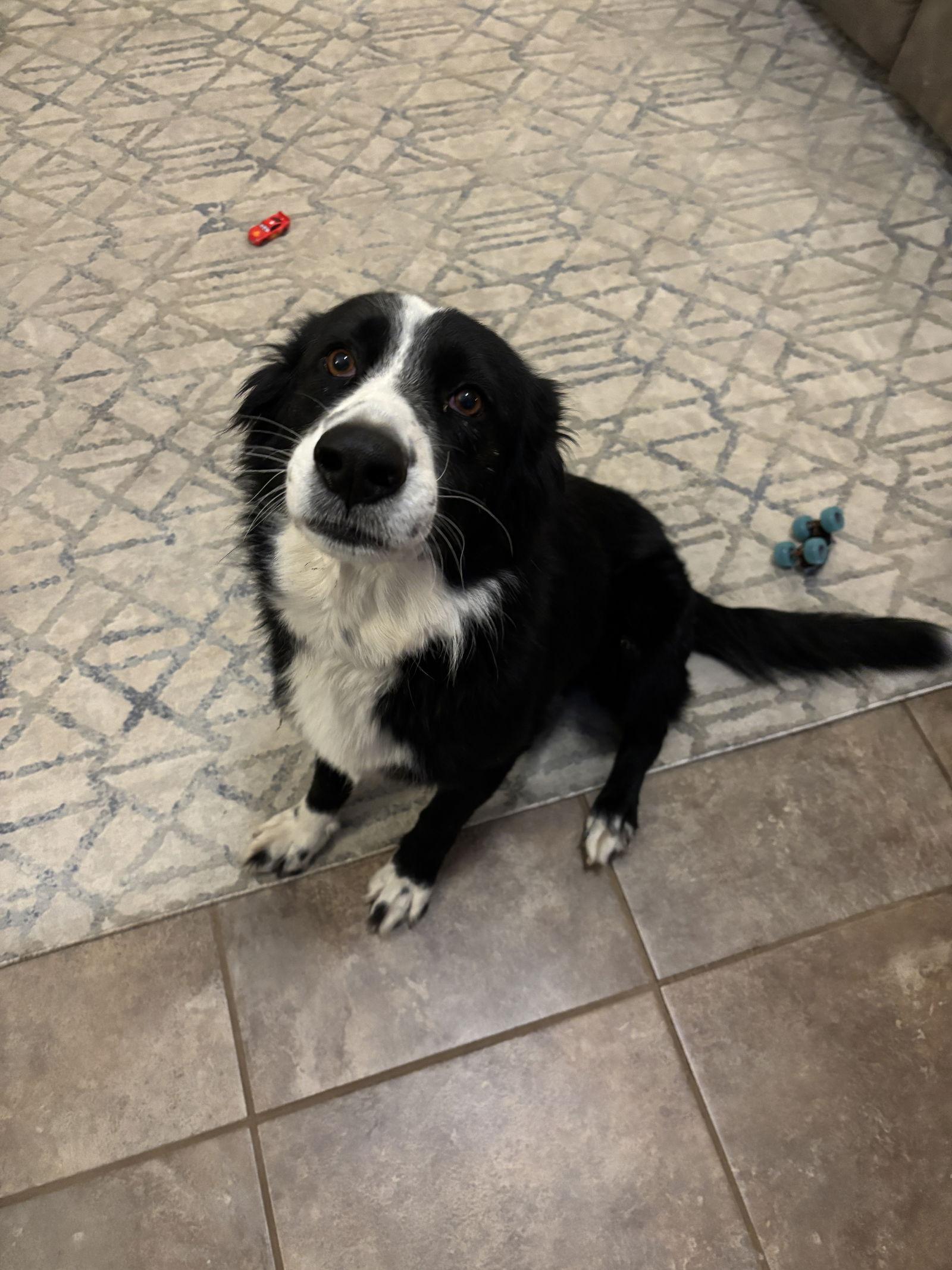 Enlarge Pepper (Courtesy Post), a Adoptable Border Collie in Columbia, MO image 3/3