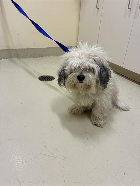 Enlarge CASPER, a Adoptable mixed breed in Fremont, CA image 1/1