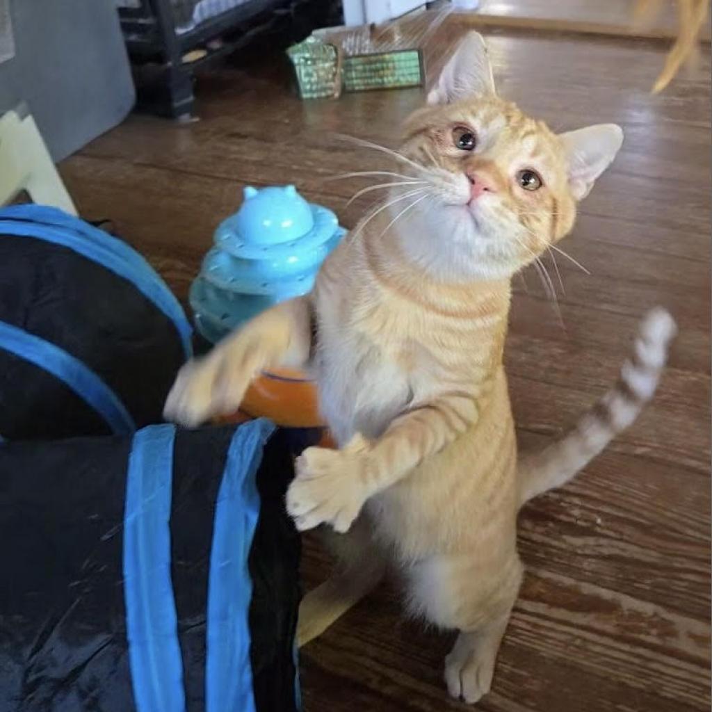 Friday, Adoptable, Adult Male Domestic Short Hair.