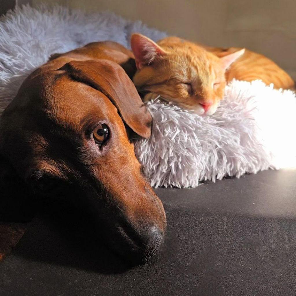 Enlarge Friday, a Adoptable Domestic Short Hair in Denver, CO image 2/4