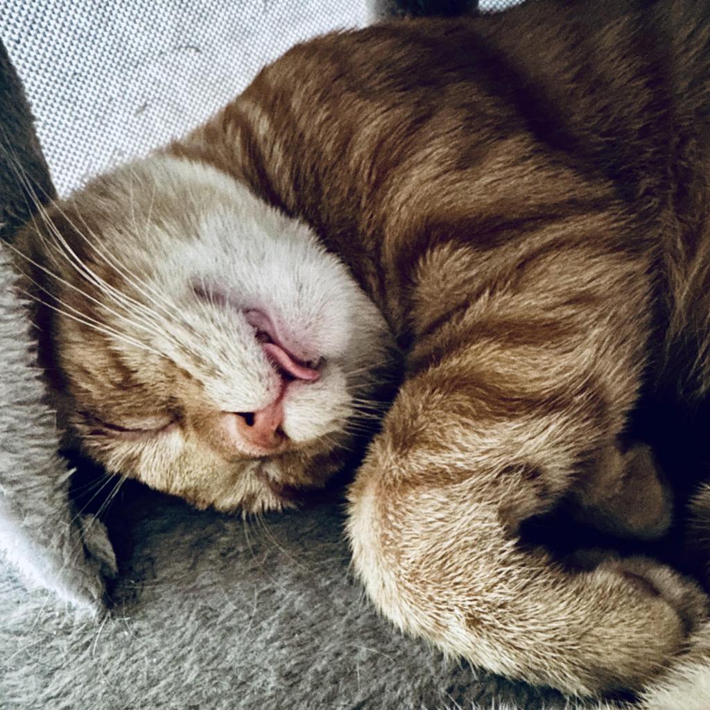 Enlarge Friday, a Adoptable Domestic Short Hair in Denver, CO image 3/4