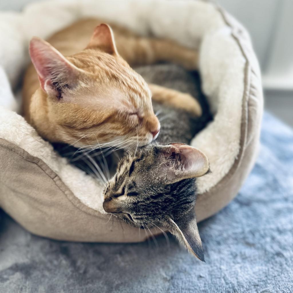 Enlarge Friday, a Adoptable Domestic Short Hair in Denver, CO image 4/4