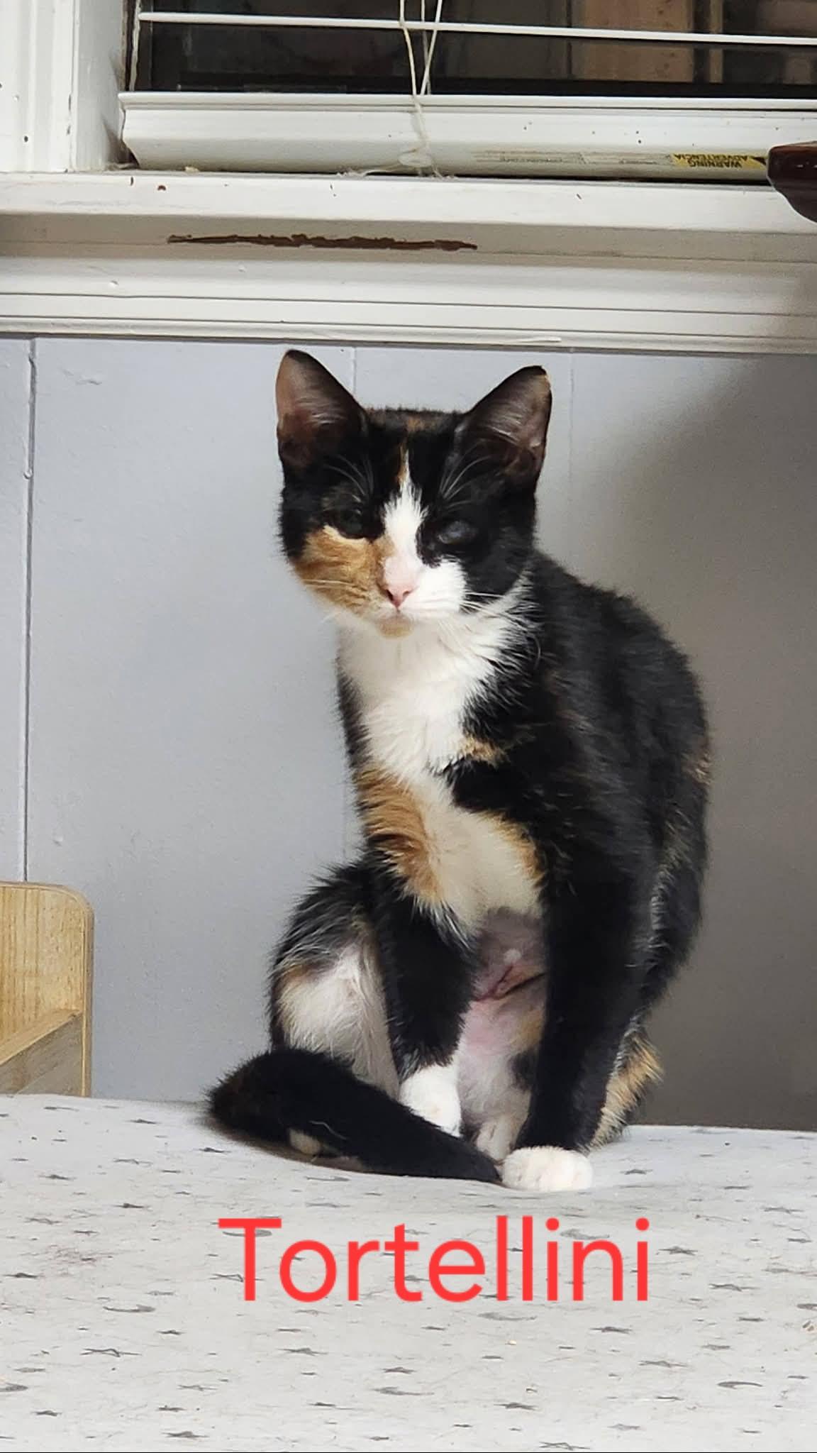 Enlarge Tortellini, a Adoptable Domestic Short Hair in Essex, CT image 1/1