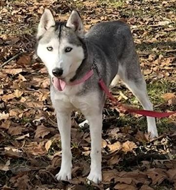 SUKI, Adult Female Siberian Husky