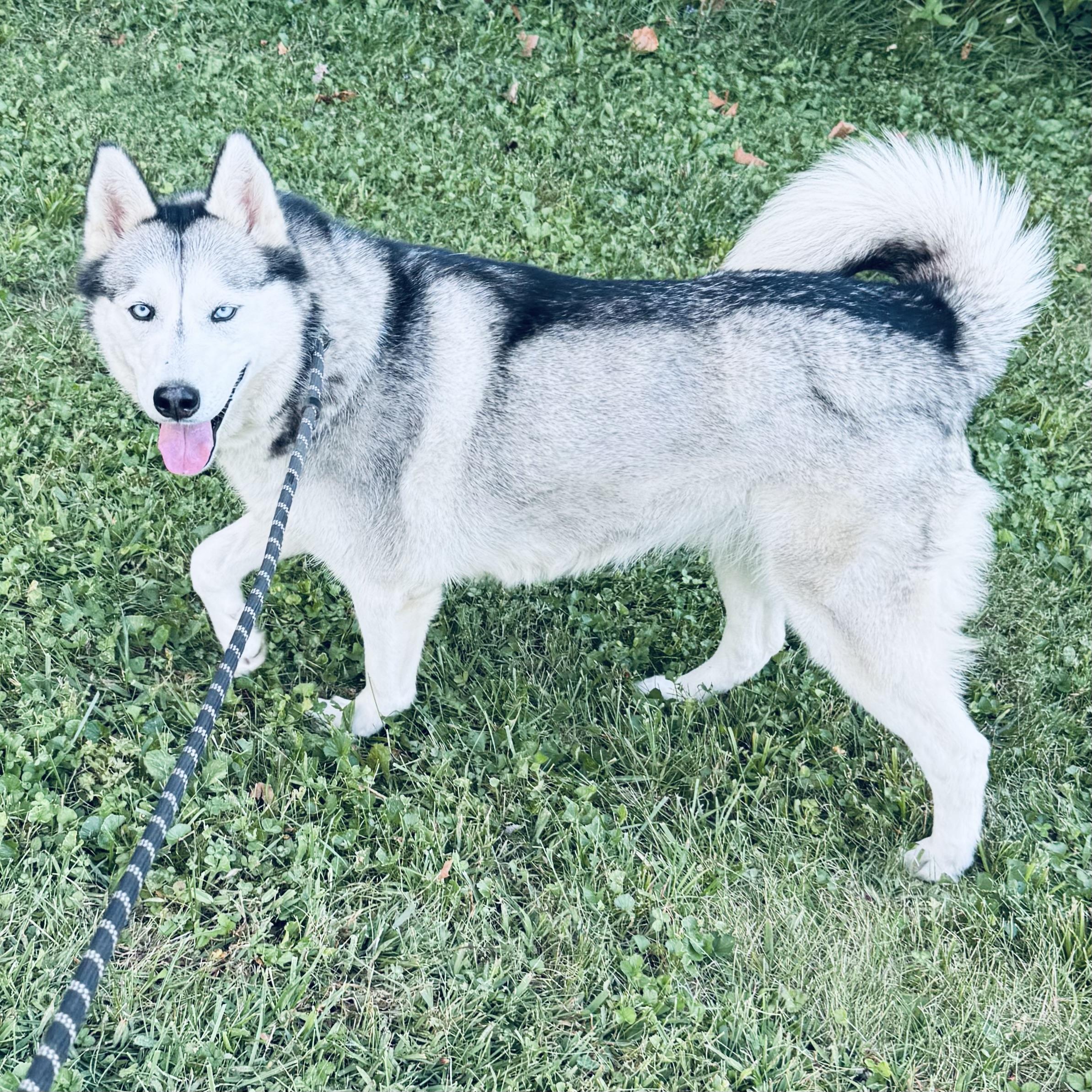 SUKI-URGENT!, a Adoptable Siberian Husky in Wilmington, OH image 2/5