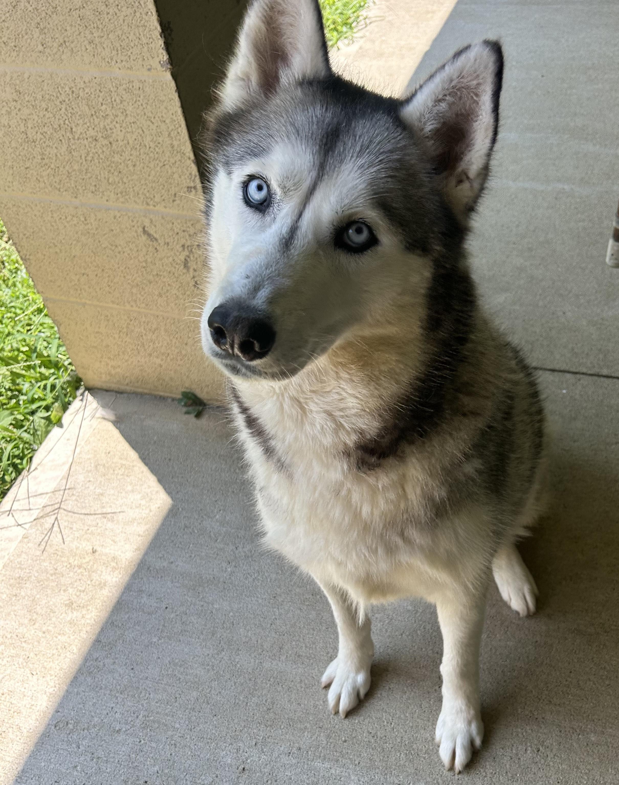 SUKI-URGENT!, a Adoptable Siberian Husky in Wilmington, OH image 4/5