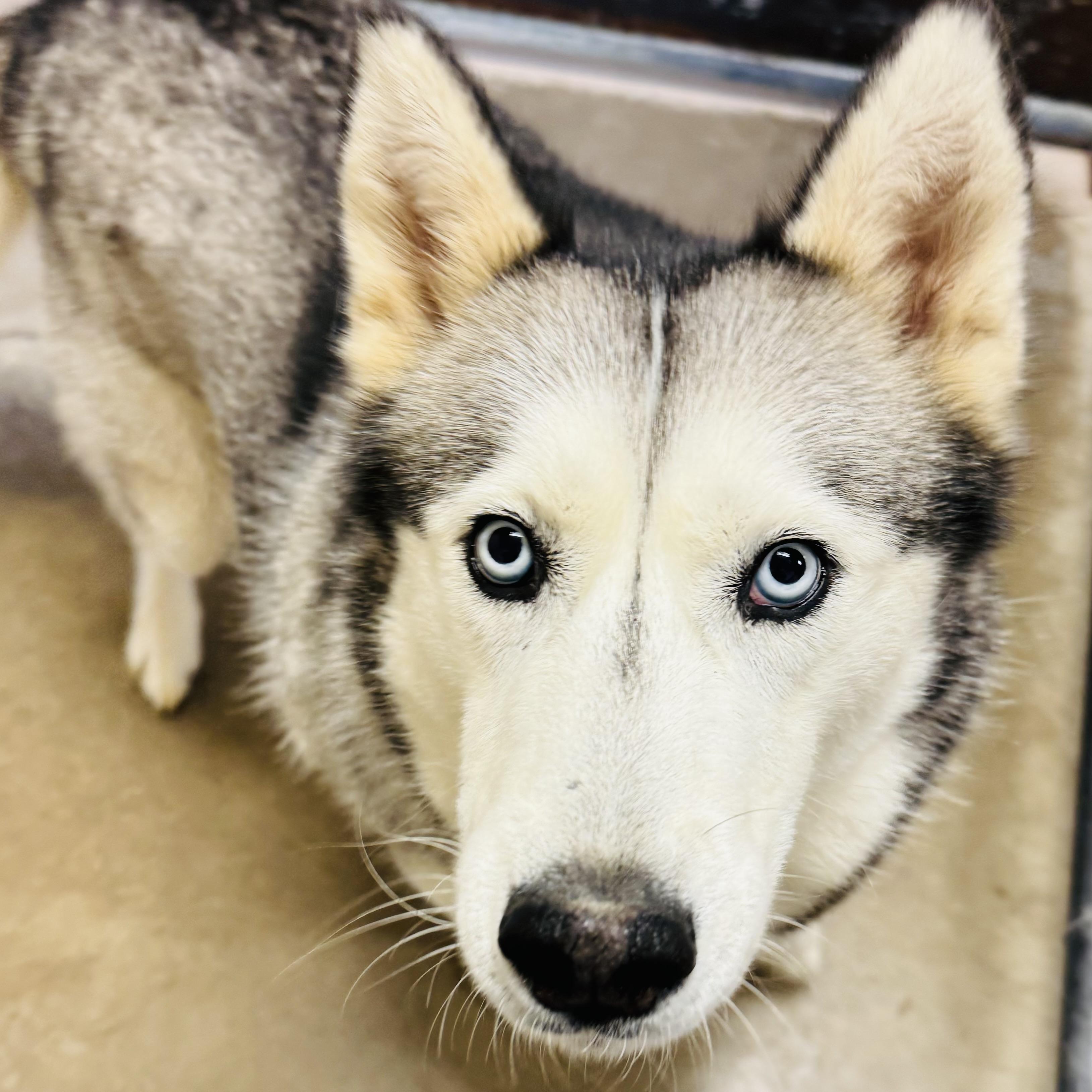 SUKI-URGENT!, a Adoptable Siberian Husky in Wilmington, OH image 3/5