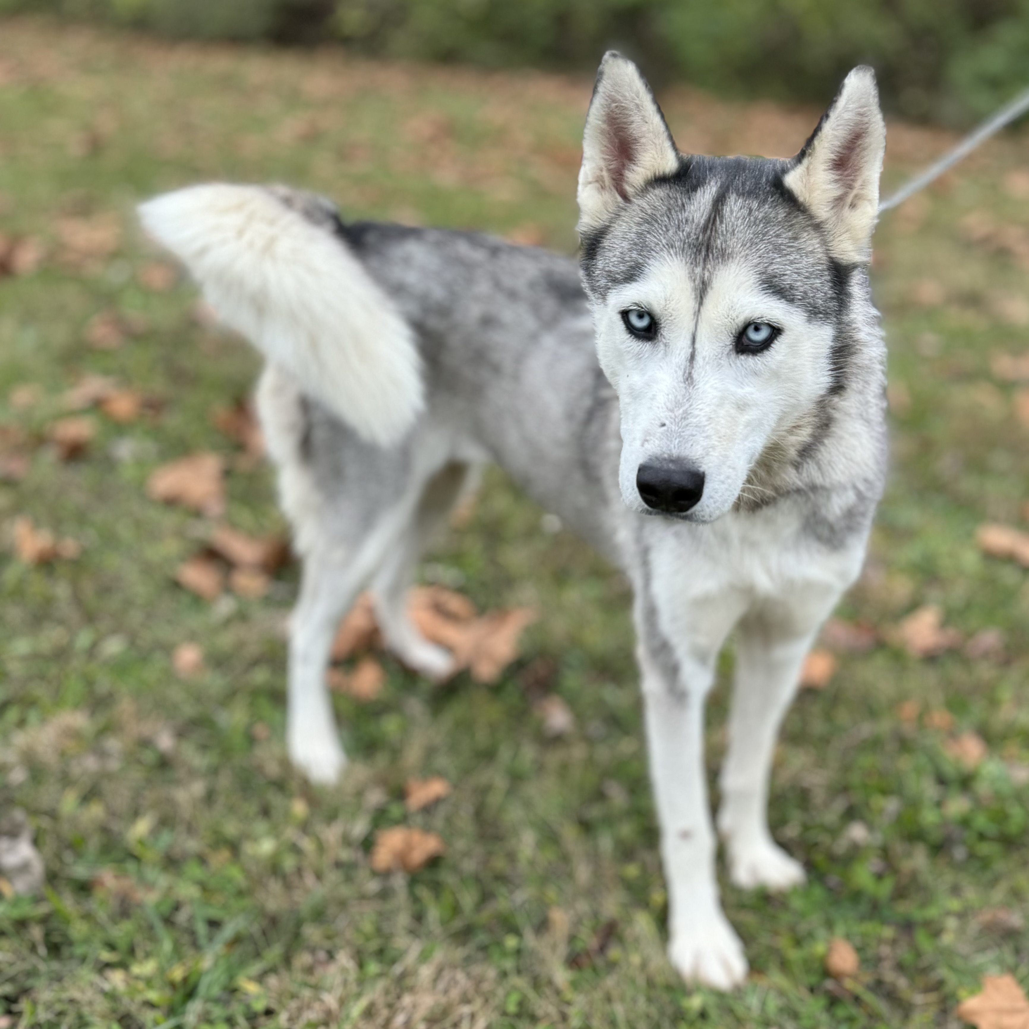 SUKI photo 2
