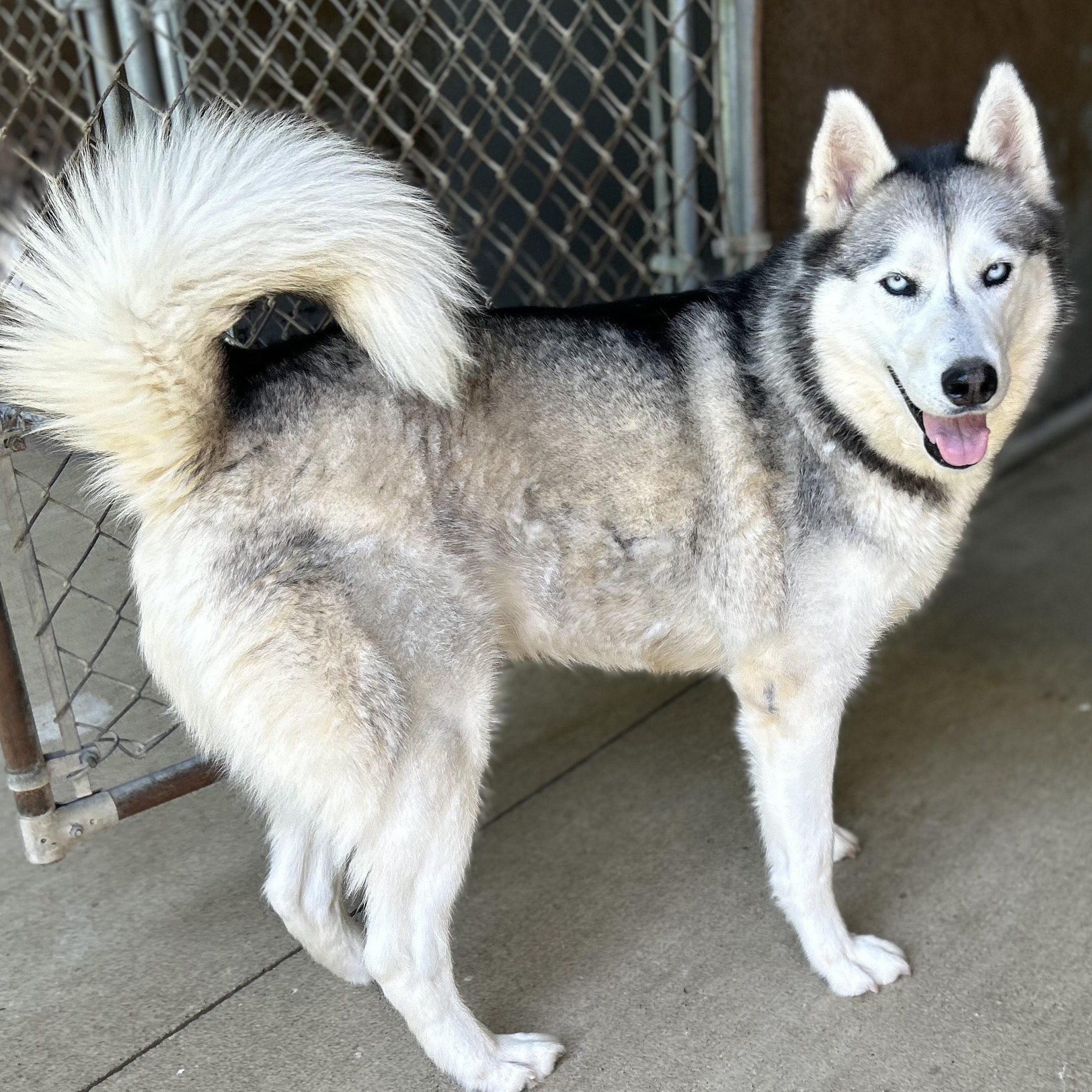 SUKI-URGENT!, a Adoptable Siberian Husky in Wilmington, OH image 5/5