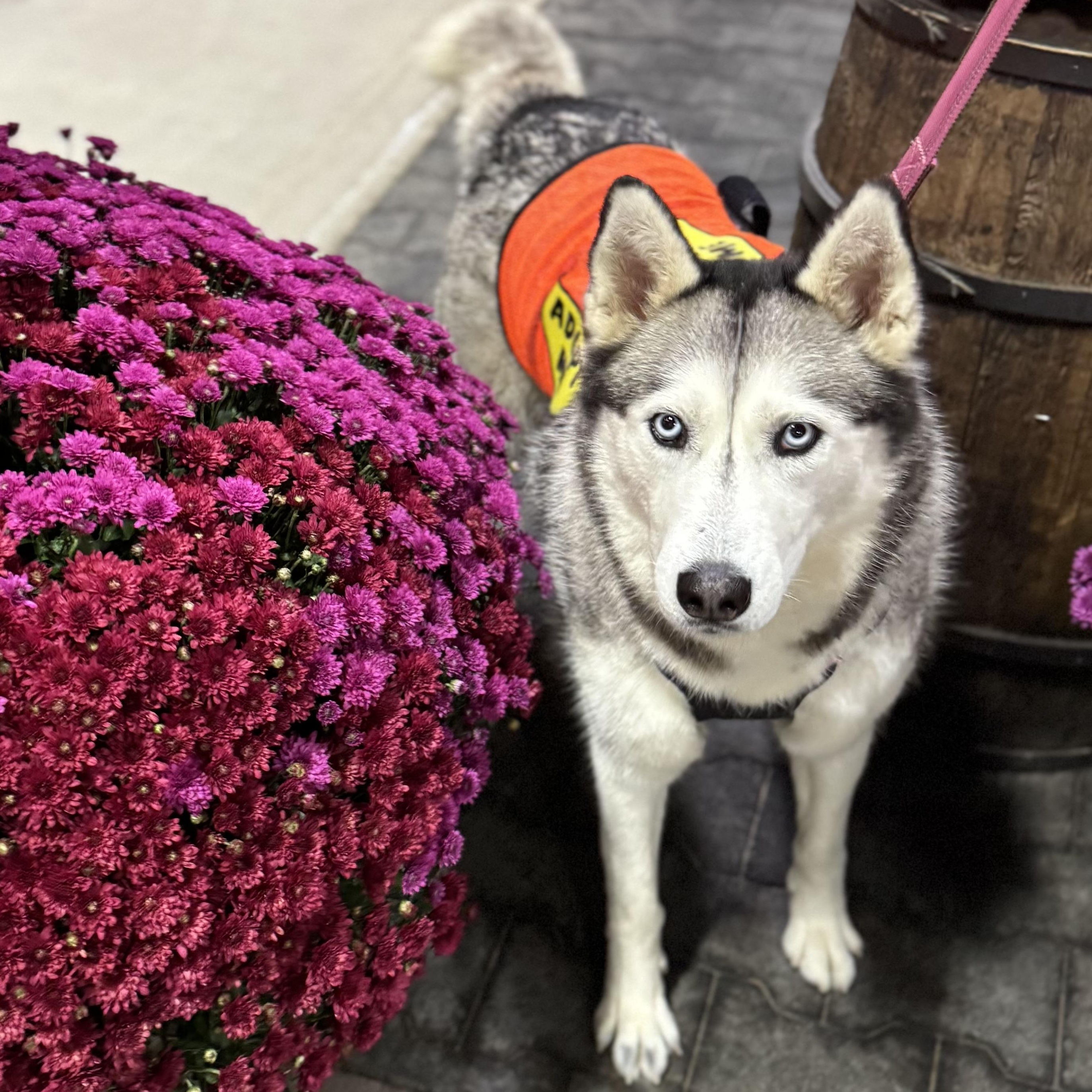 SUKI-URGENT!, Adoptable, Adult Female Siberian Husky.