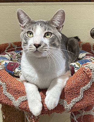 Enlarge Chon, a Adoptable Tabby in Canoga Park, CA image 4/5