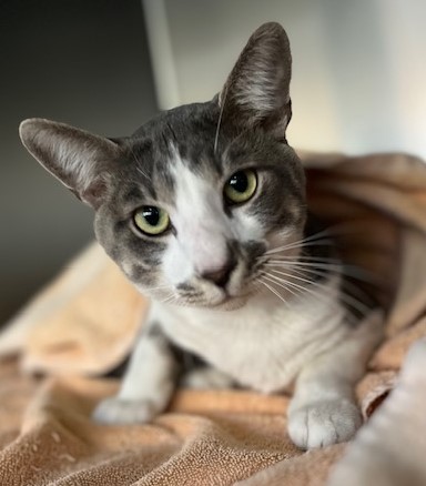 Enlarge Chon, a Adoptable Tabby in Canoga Park, CA image 2/5