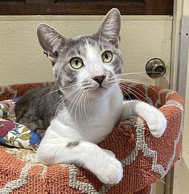 Chon, Adoptable, Young Male Tabby.