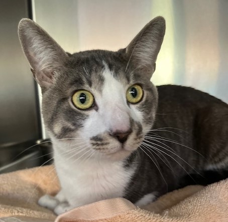 Enlarge Chon, a Adoptable Tabby in Canoga Park, CA image 3/5