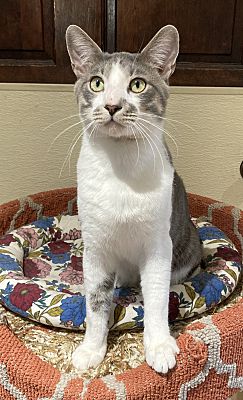 Enlarge Chon, a Adoptable Tabby in Canoga Park, CA image 5/5