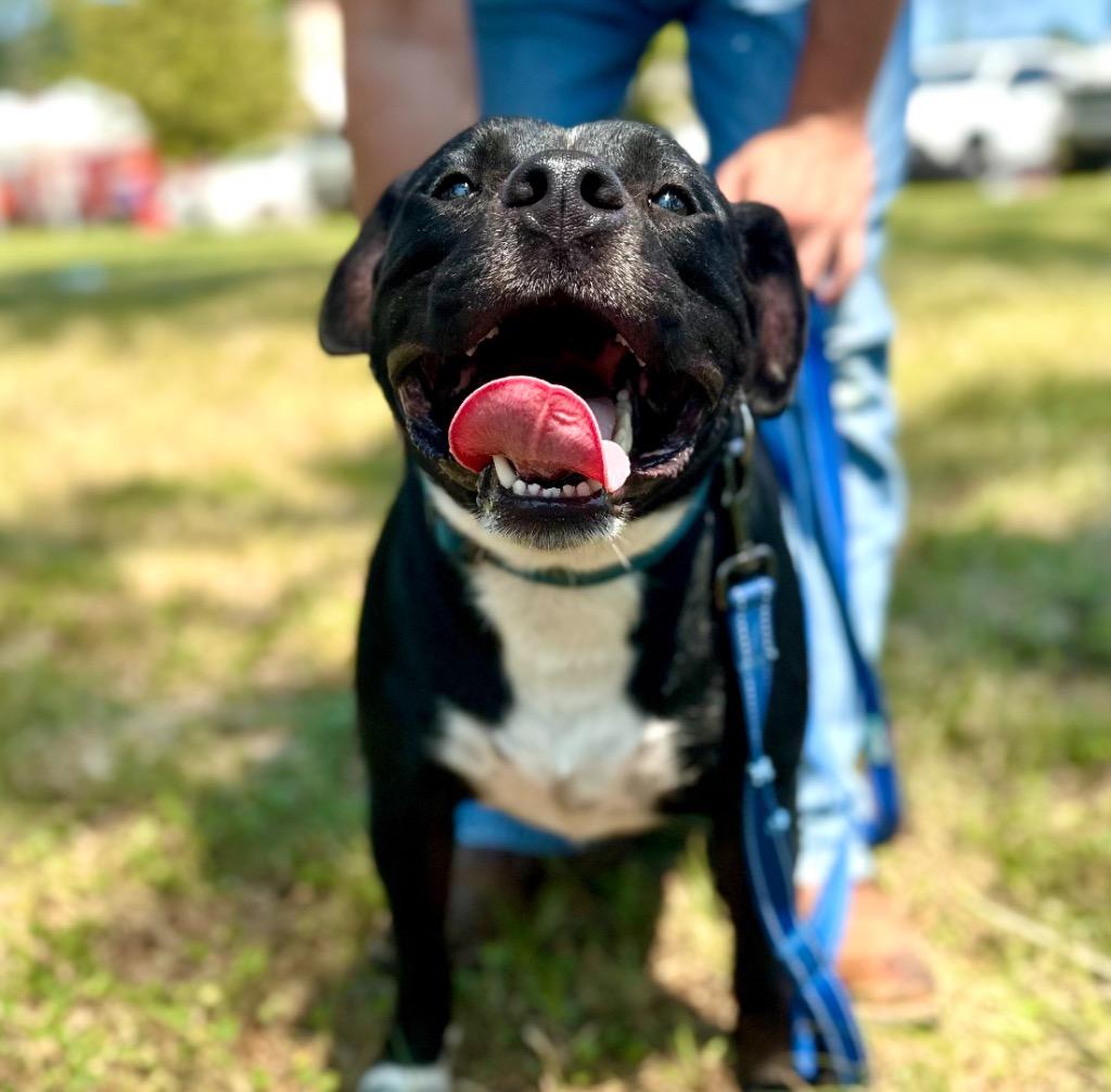 Yogi, a Adoptable mixed breed in St. Francisville, LA image 3/3