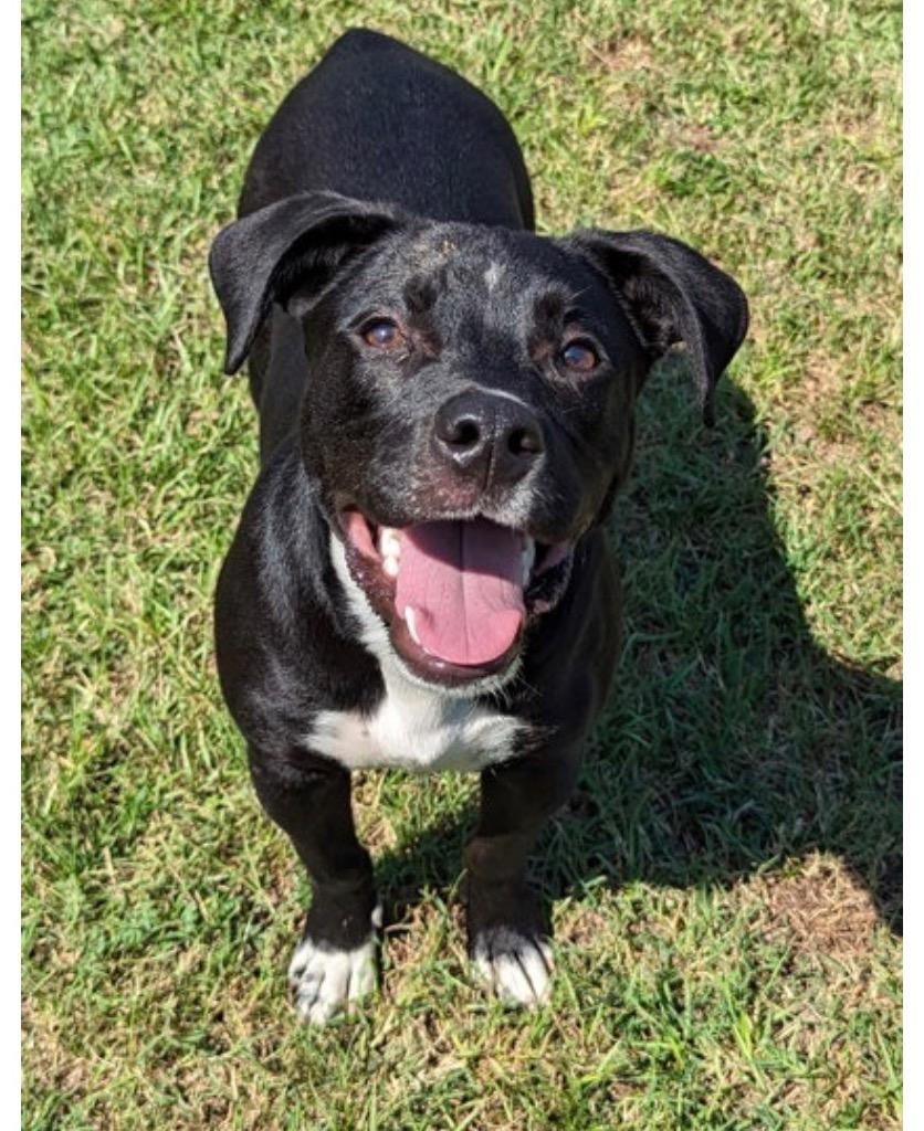 Yogi, a Adoptable mixed breed in St. Francisville, LA image 3/3