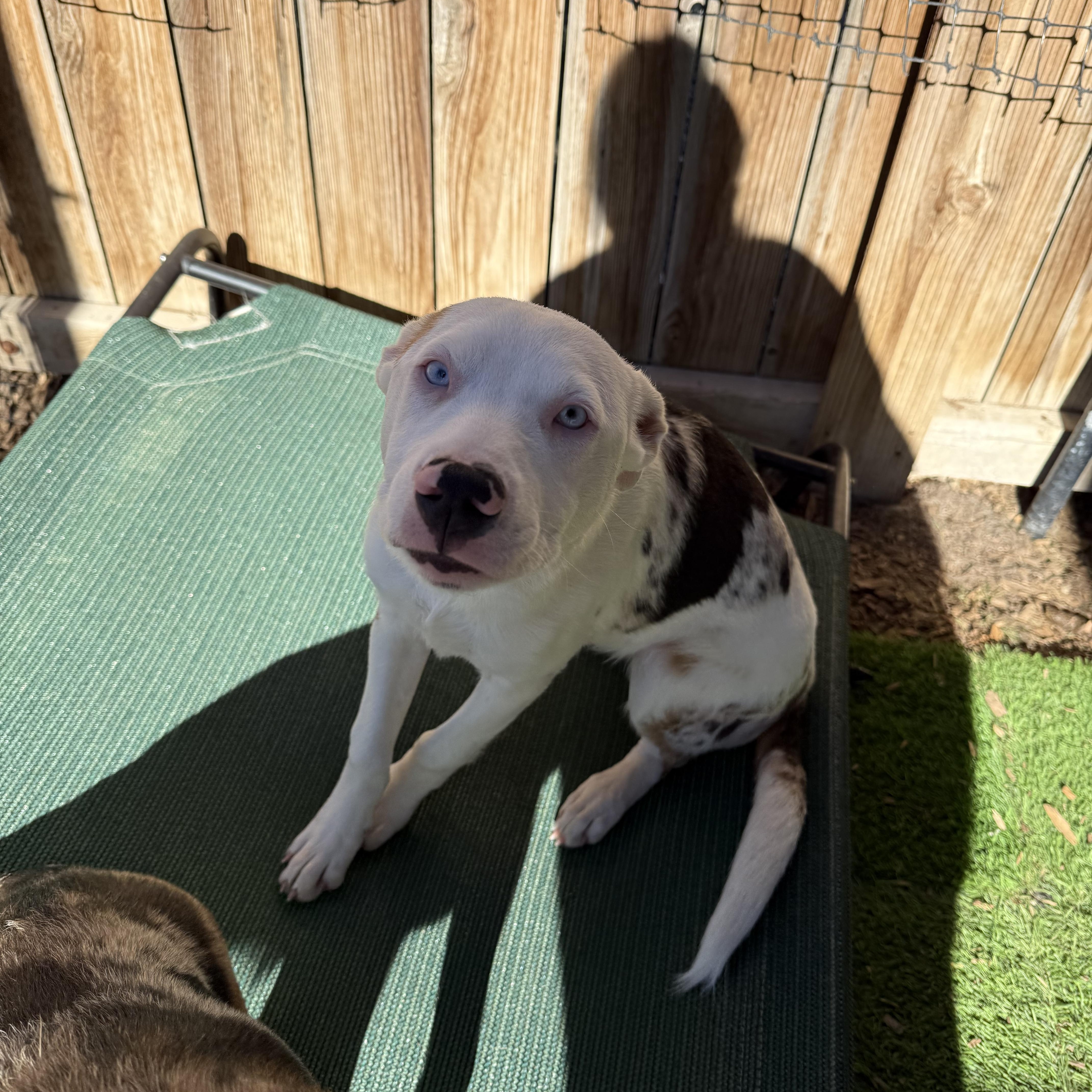 Enlarge Pua, a Adoptable mixed breed in Crested Butte , CO image 1/1