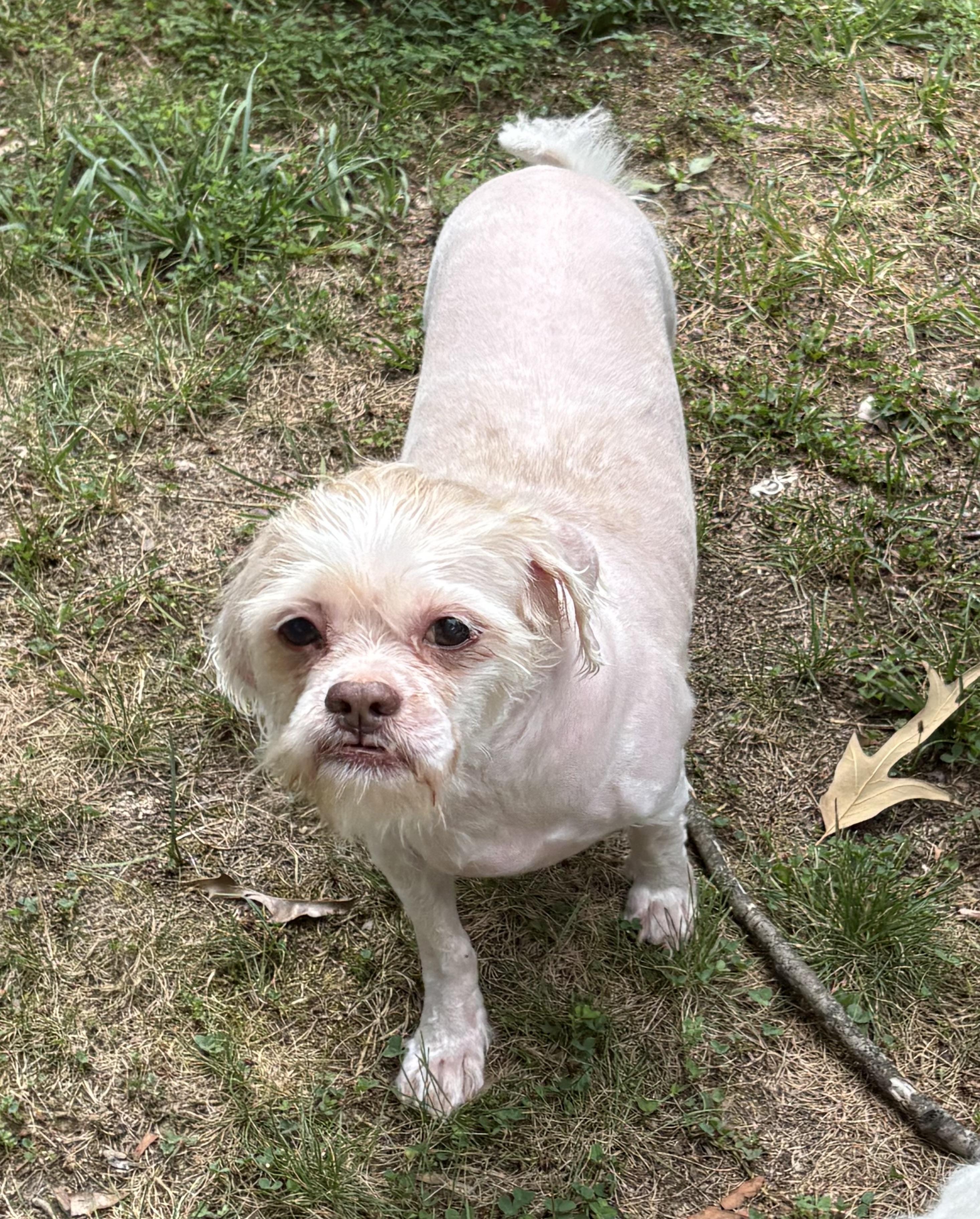 Enlarge Cookie, a ADOPTABLE mixed breed in Fredericksburg, VA image 1/4