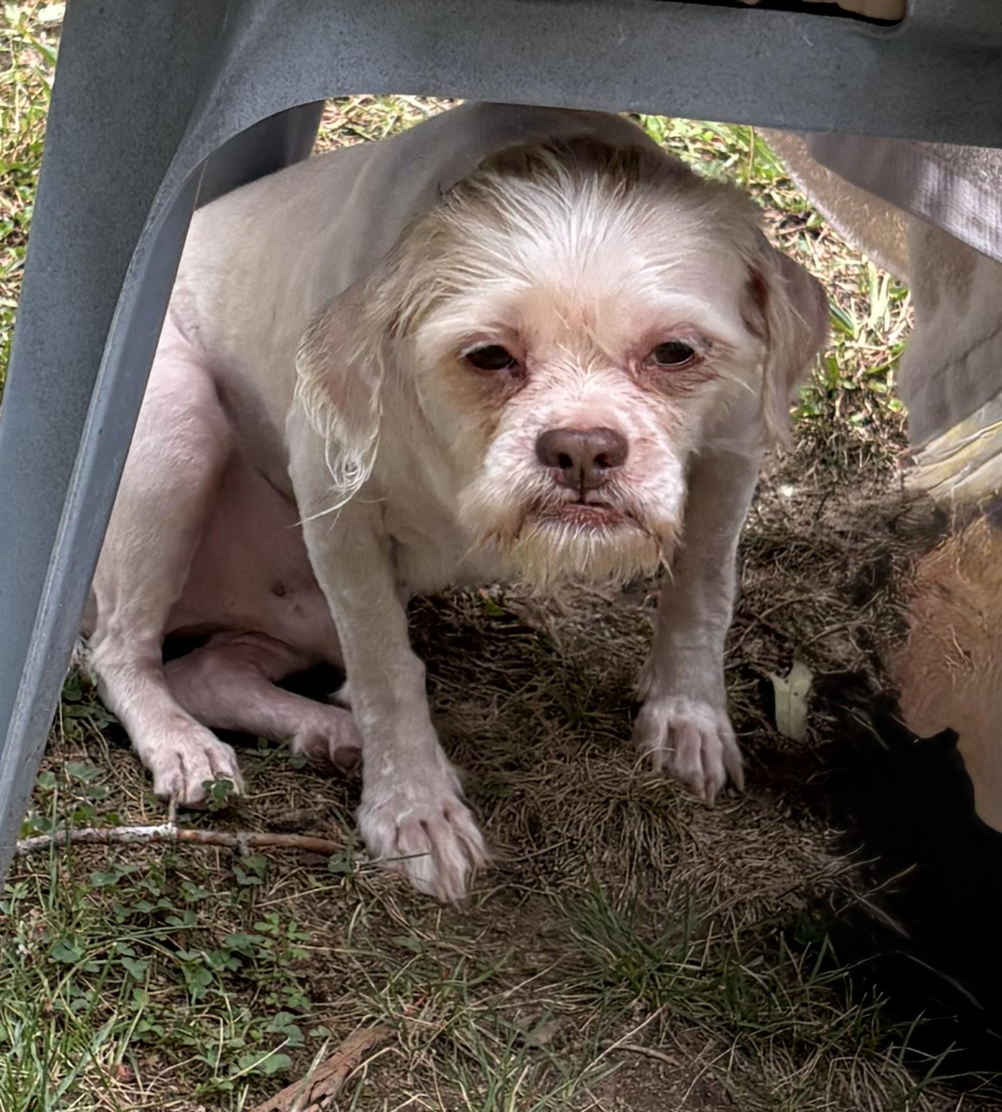 Enlarge Cookie, a ADOPTABLE mixed breed in Fredericksburg, VA image 3/4