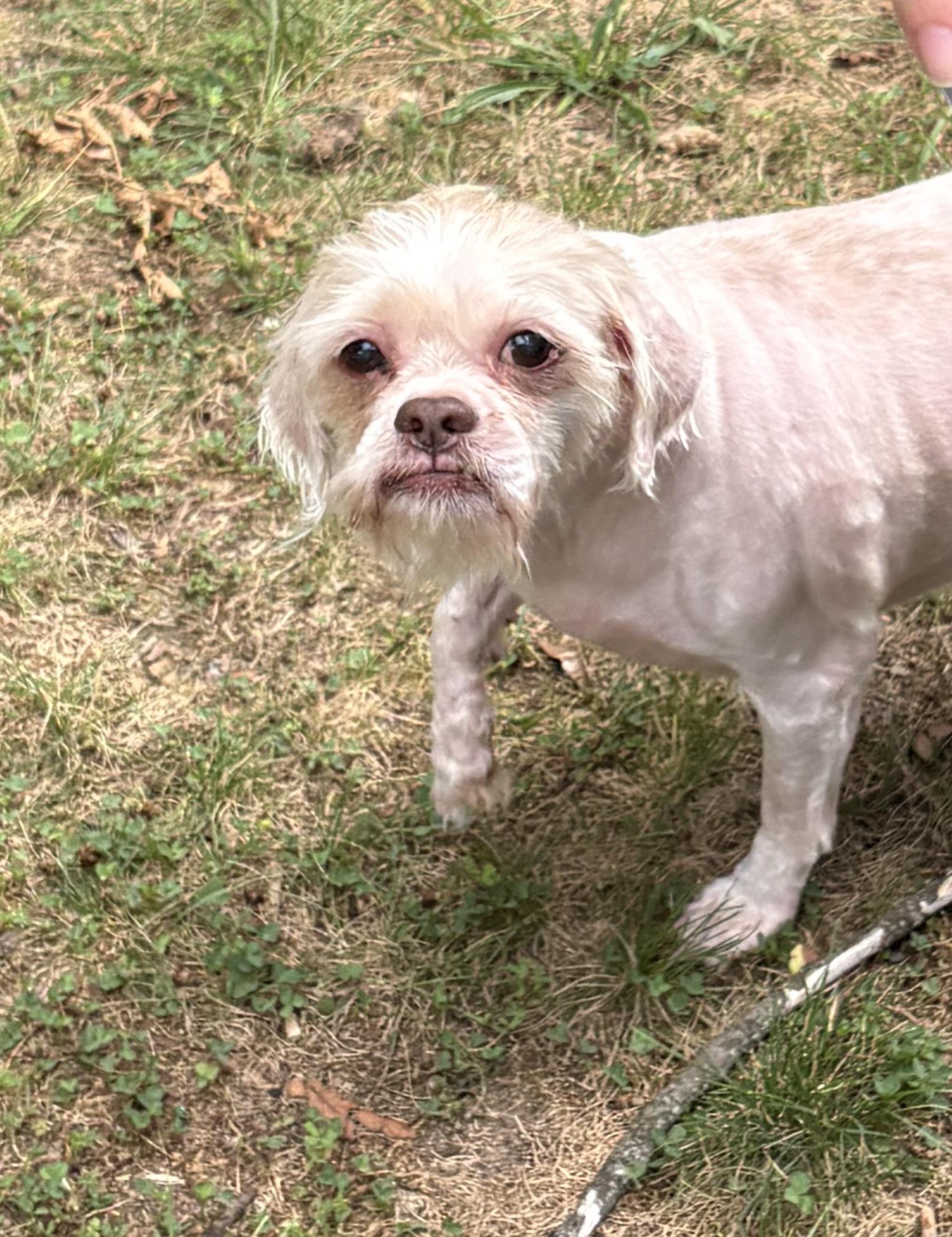 Enlarge Cookie, a ADOPTABLE mixed breed in Fredericksburg, VA image 2/4