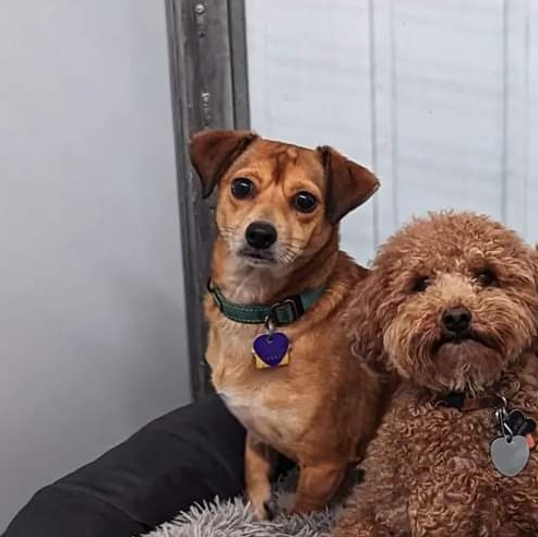 Penny Lane thumbnail 2