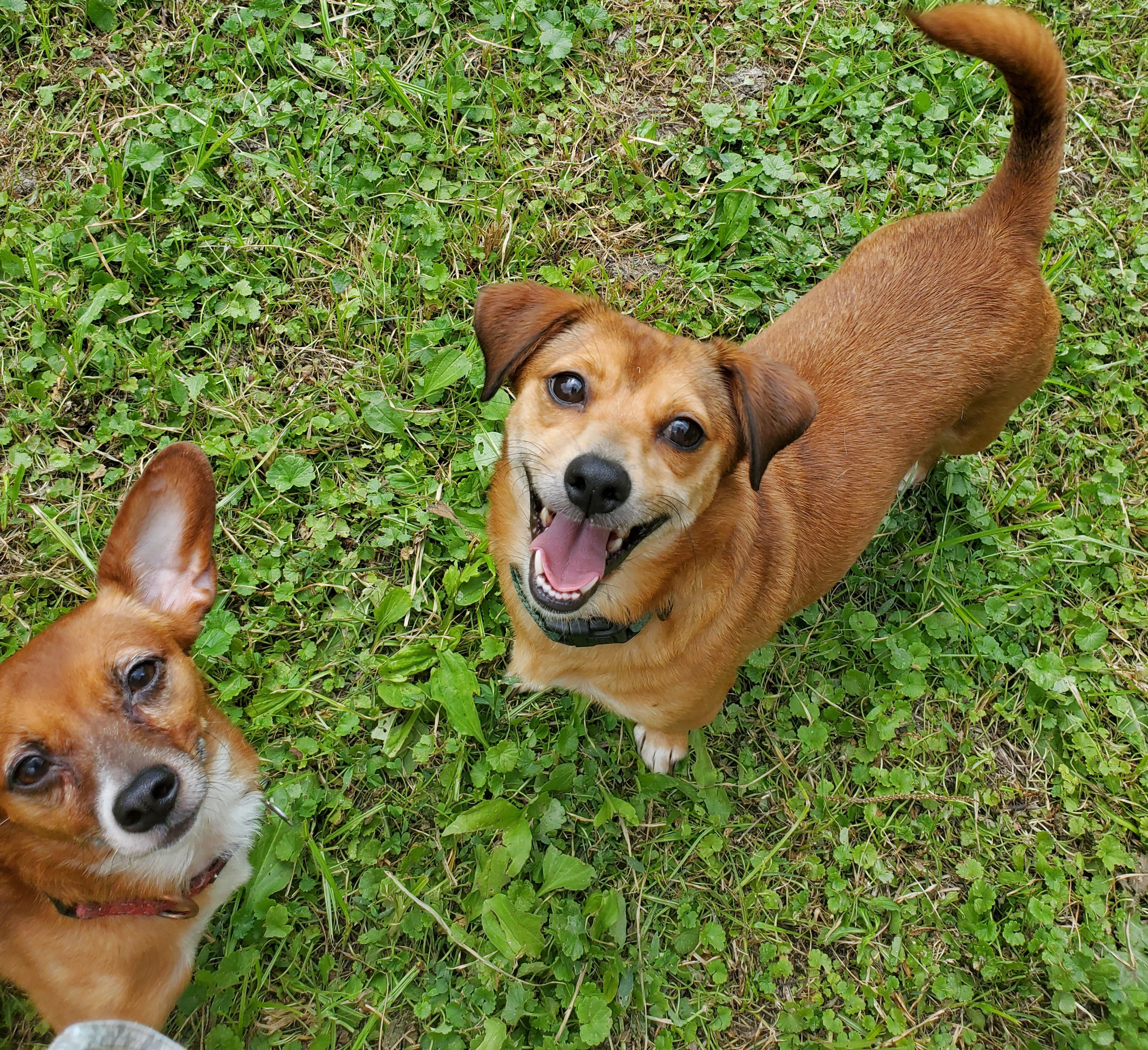 Enlarge PENNY LANE, a Adoptable mixed breed in Marion, IN image 5/6