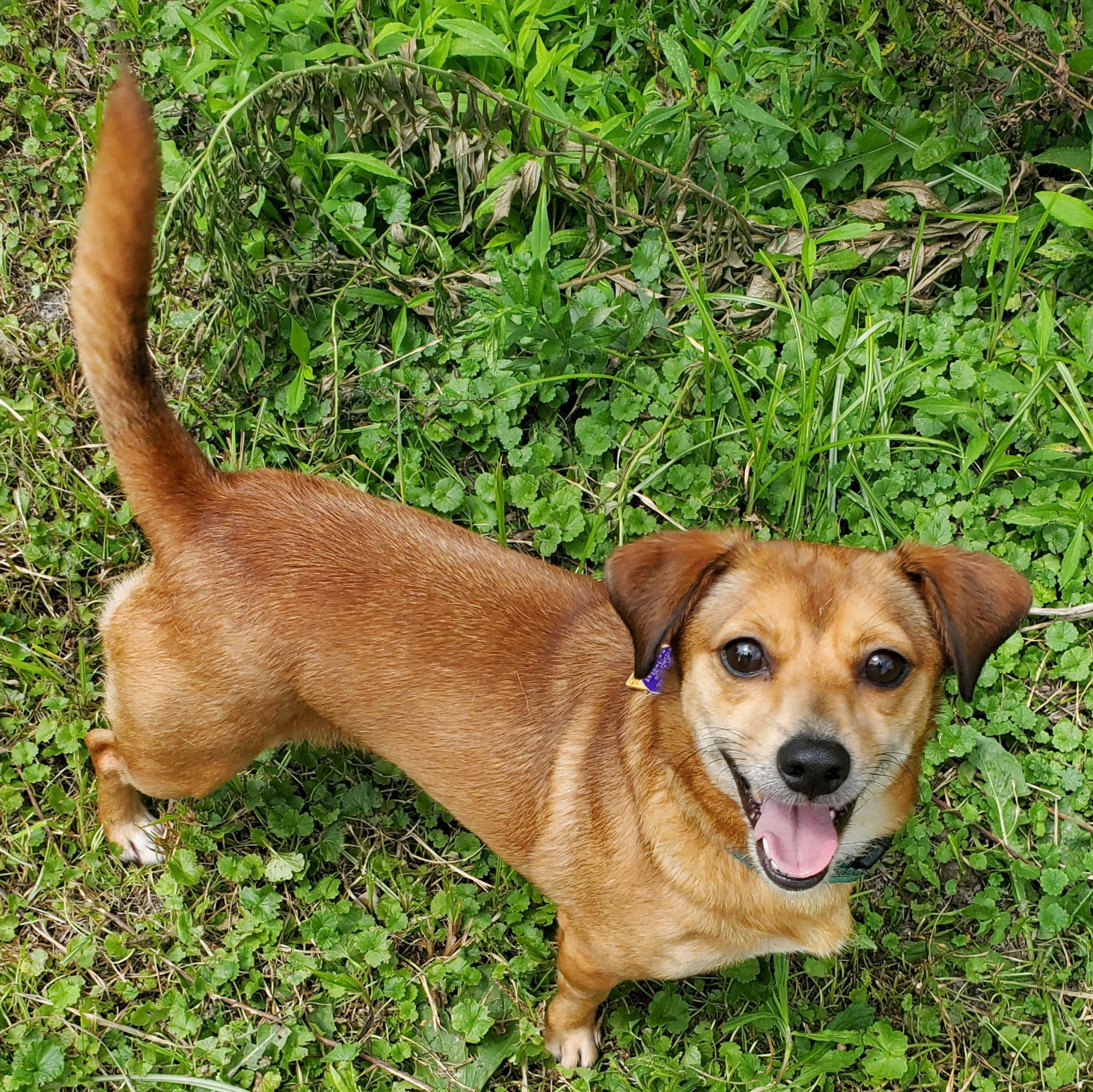 Enlarge PENNY LANE, a Adoptable mixed breed in Marion, IN image 1/6