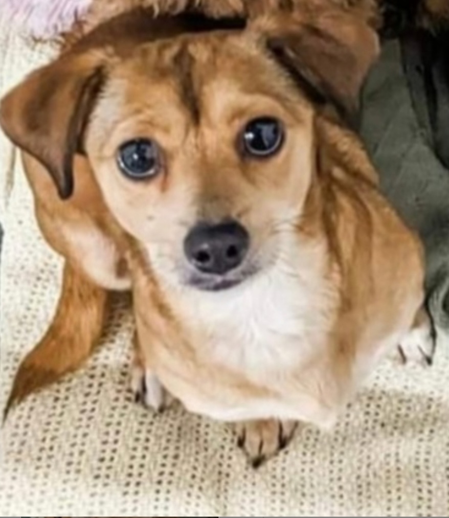 Enlarge PENNY LANE, a Adoptable mixed breed in Marion, IN image 2/6