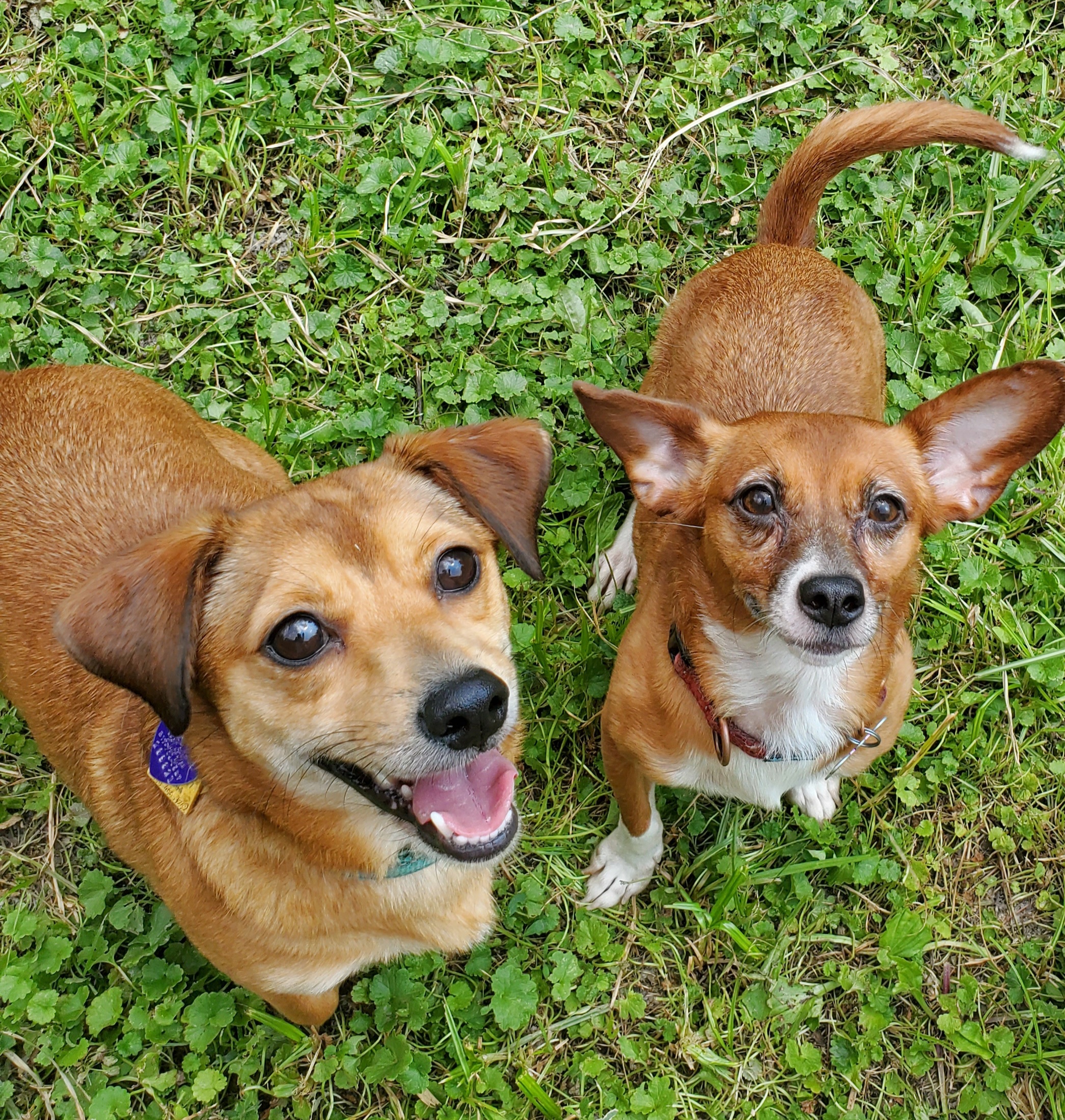 Penny Lane thumbnail 5