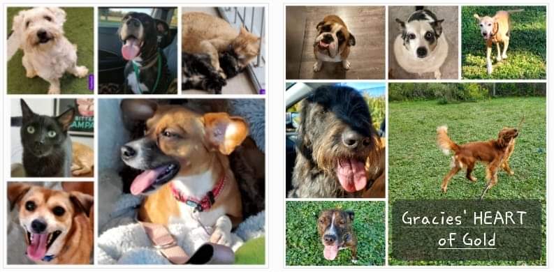 Enlarge PENNY LANE, a Adoptable mixed breed in Marion, IN image 3/6