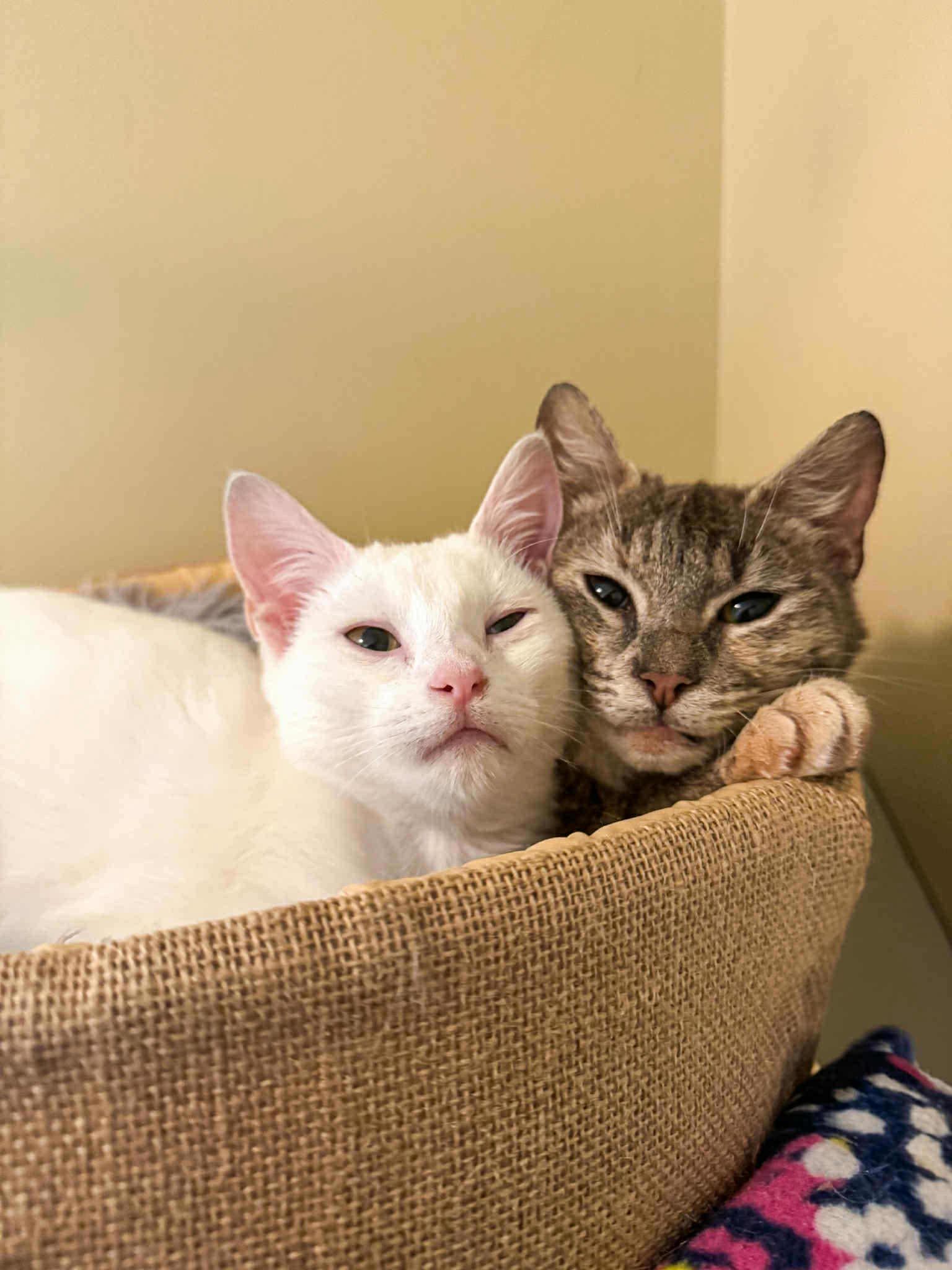Enlarge Mouse and Weasel, a Adoptable Domestic Short Hair in Charlotte, NC image 2/6