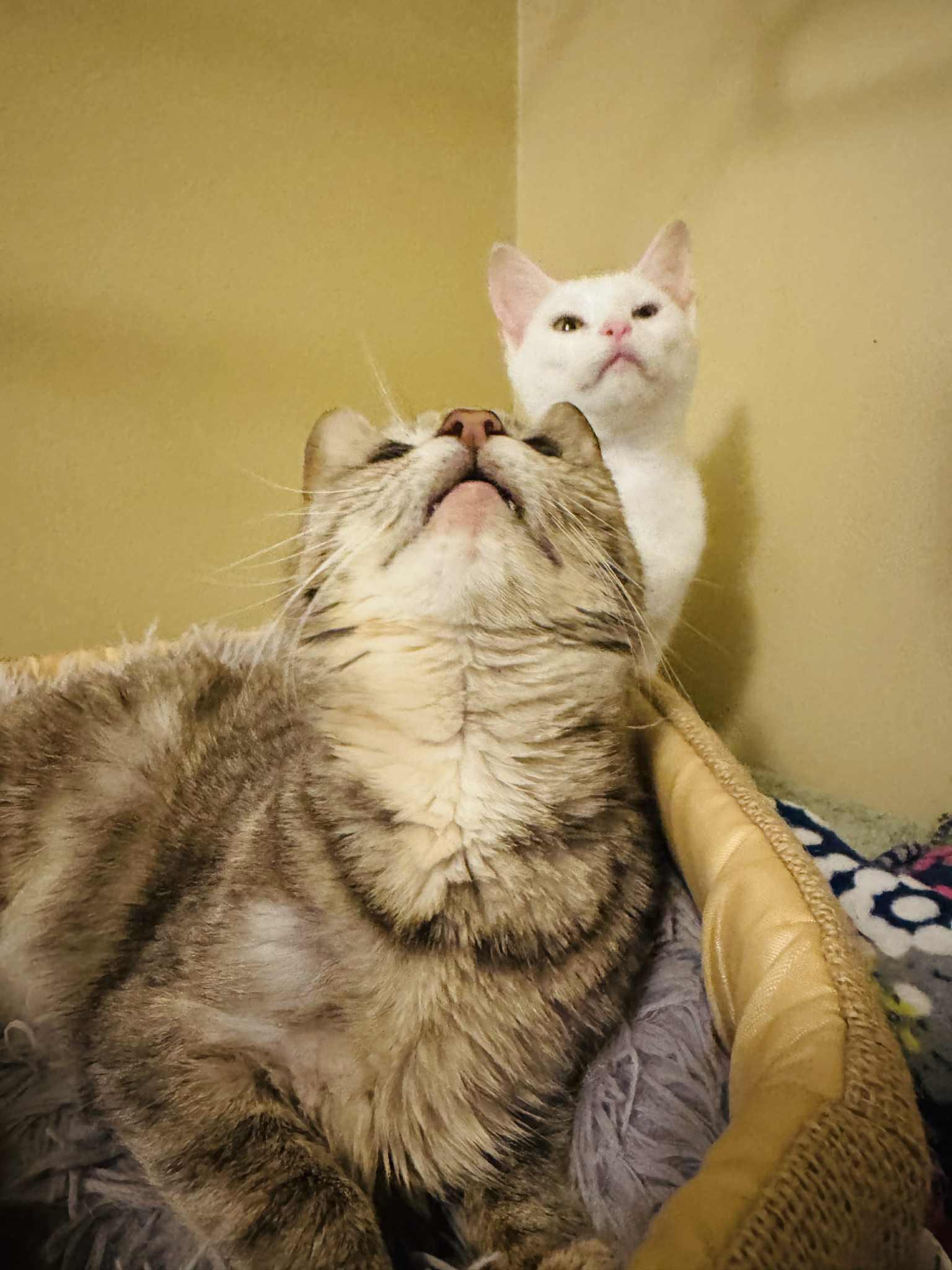 Enlarge Mouse and Weasel, a Adoptable Domestic Short Hair in Charlotte, NC image 4/6