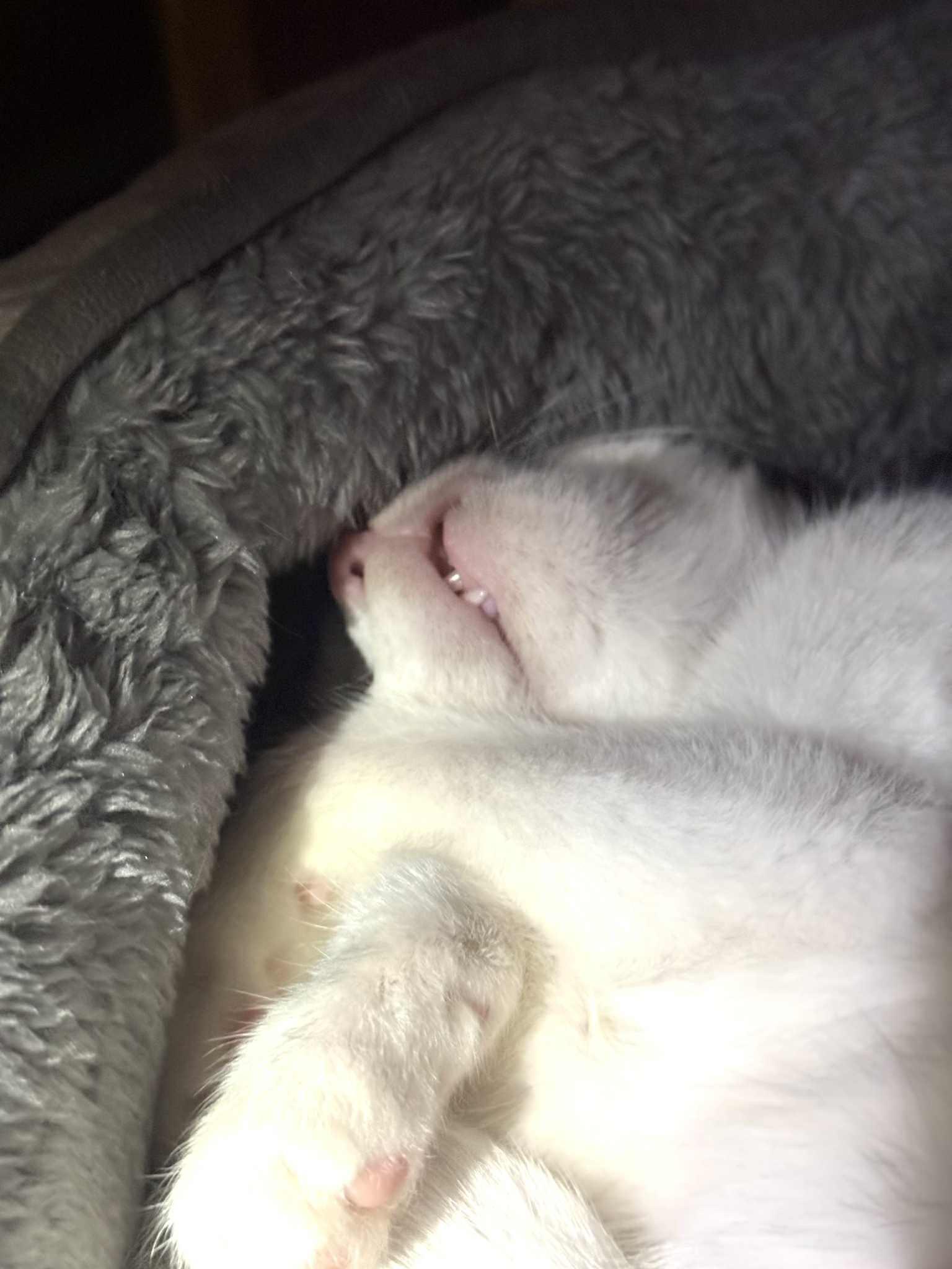 Enlarge Mouse and Weasel, a Adoptable Domestic Short Hair in Charlotte, NC image 5/6