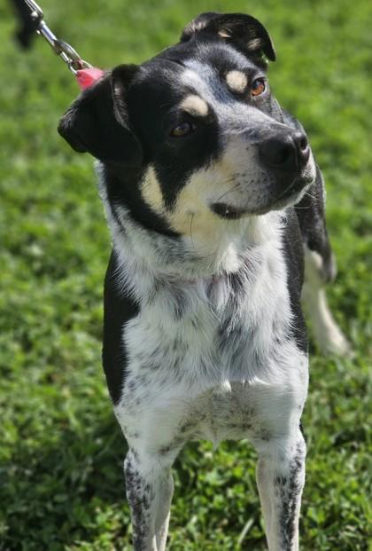 Shiva Fka Dog thumbnail 3