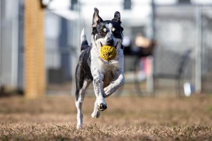 Shiva Fka Dog thumbnail 4