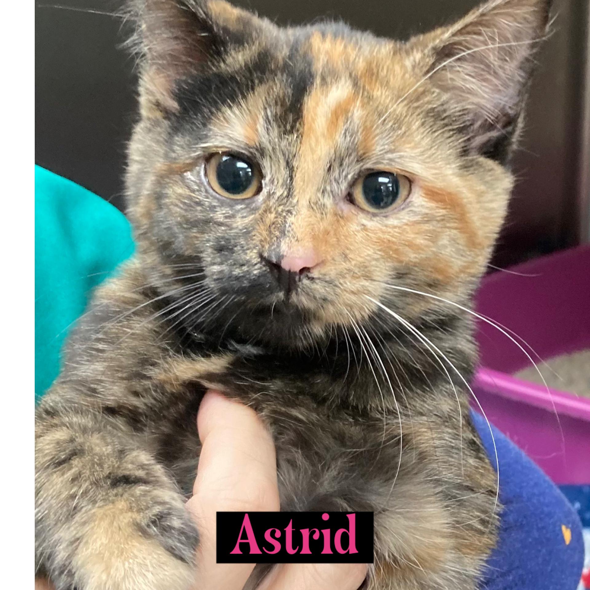 Enlarge Astrid, an adopted Tortoiseshell in Warren, OH image 1/1