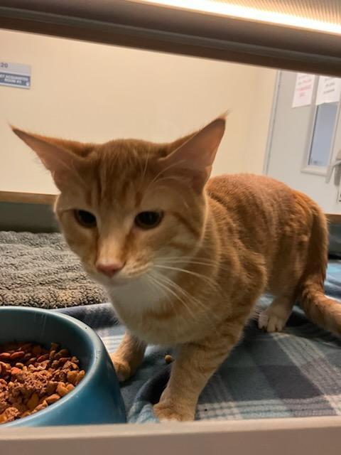 Butters, ADOPTABLE, Adult Male Domestic Short Hair.