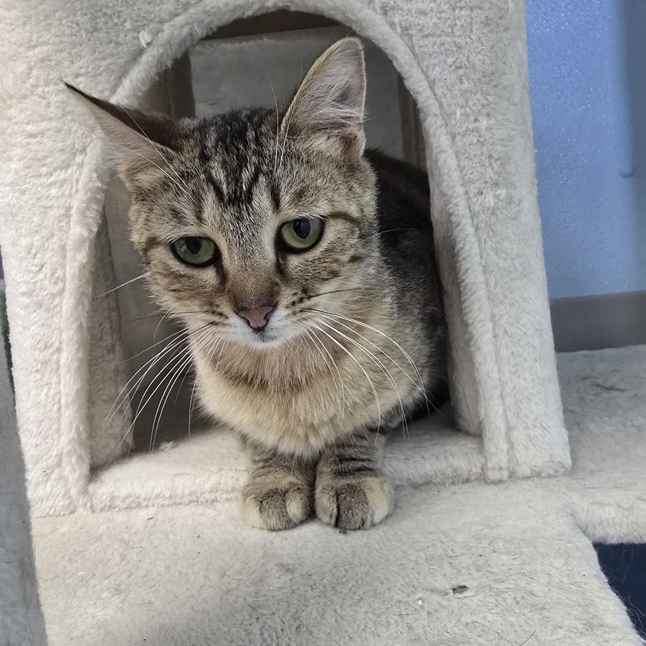 Enlarge Dani, a Adoptable Domestic Short Hair in Farmington, MO image 2/2